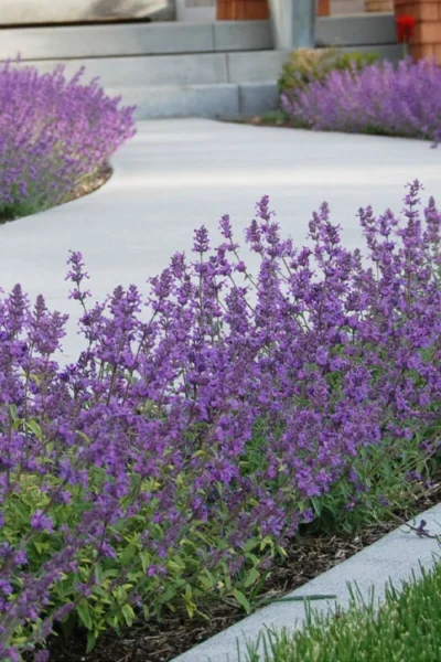 Little Trudy Catmint - 5 Pack Of Quart Pots -Chaste Tree World nepeta little trudy catmint 3