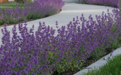 Little Trudy Catmint - 5 Pack Of Quart Pots -Chaste Tree World nepeta little trudy catmint 5