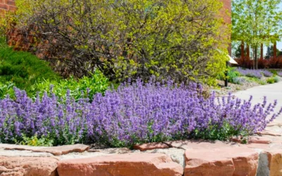 Little Trudy Catmint - 5 Pack Of Quart Pots -Chaste Tree World nepeta little trudy catmint 8