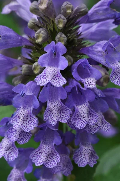 Blue Prelude Catmint (Nepeta) - 1 Gallon Pot -Chaste Tree World nepeta prelude blue catmint 1