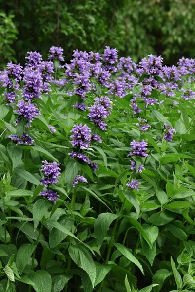 Blue Prelude Catmint (Nepeta) - 1 Gallon Pot -Chaste Tree World nepeta prelude blue catmint 3