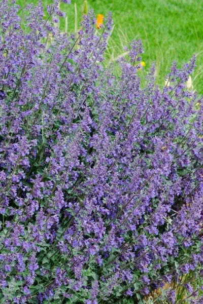 Six Hills Giant Catmint (Nepeta) - 5 Pack Of Quart Pots 14 Six Hills Giant Catmint (Nepeta) - 5 Pack Of Quart Pots -Chaste Tree World nepeta six hills giant catmint 1