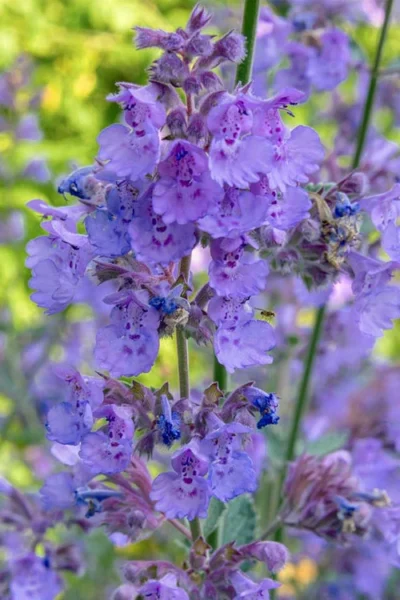 Six Hills Giant Catmint (Nepeta) - 5 Pack Of Quart Pots 17 Six Hills Giant Catmint (Nepeta) - 5 Pack Of Quart Pots -Chaste Tree World nepeta six hills giant catmint 10