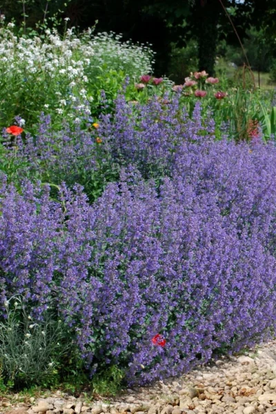 Six Hills Giant Catmint (Nepeta) - 5 Pack Of Quart Pots 15 Six Hills Giant Catmint (Nepeta) - 5 Pack Of Quart Pots -Chaste Tree World nepeta six hills giant catmint 2