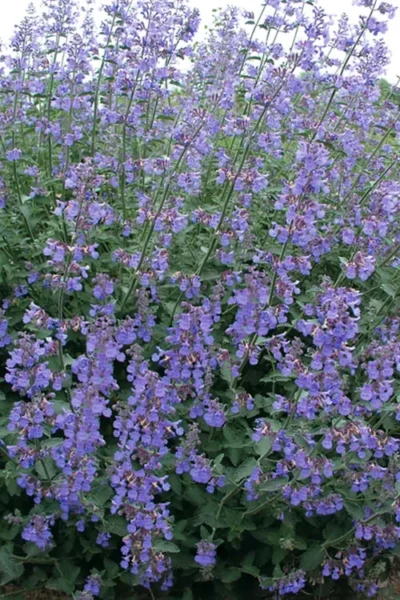 Six Hills Giant Catmint (Nepeta) - 5 Pack Of Quart Pots 12 Six Hills Giant Catmint (Nepeta) - 5 Pack Of Quart Pots -Chaste Tree World nepeta six hills giant catmint 7