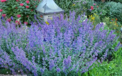 Six Hills Giant Catmint (Nepeta) - 5 Pack Of Quart Pots 13 Six Hills Giant Catmint (Nepeta) - 5 Pack Of Quart Pots -Chaste Tree World nepeta six hills giant catmint 8