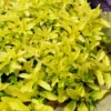 Golden Oregano - 5 Pack Of Pint Pots