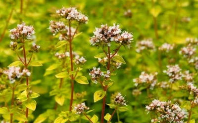Golden Oregano - 5 Pack Of Pint Pots 11 Golden Oregano - 5 Pack Of Pint Pots -Chaste Tree World oregano golden 2