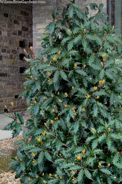 Jim Porter Sweet Toothed Tea Olive - 3 Gallon Pot 9 Jim Porter Sweet Toothed Tea Olive - 3 Gallon Pot -Chaste Tree World osmanthus armatus jim porter tea olive 1