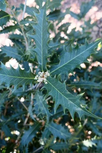 Jim Porter Sweet Toothed Tea Olive - 3 Gallon Pot 11 Jim Porter Sweet Toothed Tea Olive - 3 Gallon Pot -Chaste Tree World osmanthus armatus jim porter tea olive 4