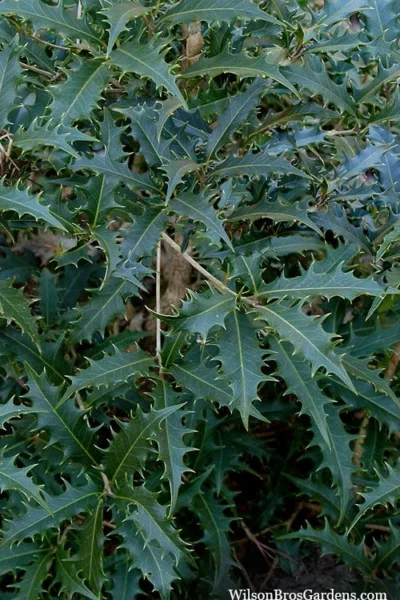 Jim Porter Sweet Toothed Tea Olive - 3 Gallon Pot 10 Jim Porter Sweet Toothed Tea Olive - 3 Gallon Pot -Chaste Tree World osmanthus armatus jim porter tea olive 6