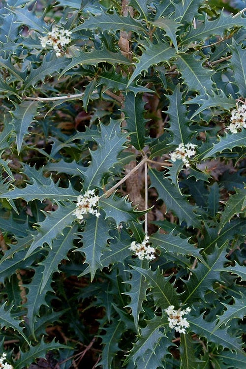 Jim Porter Sweet Toothed Tea Olive - 3 Gallon Pot 1 Jim Porter Sweet Toothed Tea Olive - 3 Gallon Pot