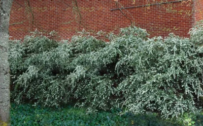 Delavay Tea Olive (Osmanthus Delavayi)- 3 Gallon Pot -Chaste Tree World osmanthus delavayi delavay tea olive 1 1