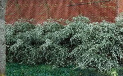 Delavay Tea Olive (Osmanthus Delavayi) - 5 Gallon Pot 13 Delavay Tea Olive (Osmanthus Delavayi) - 5 Gallon Pot -Chaste Tree World osmanthus delavayi delavay tea olive 1