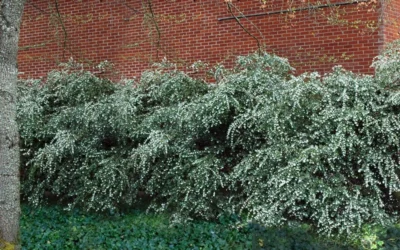 Delavay Tea Olive (Osmanthus Delavayi) - 5 Gallon Pot 13 Delavay Tea Olive (Osmanthus Delavayi) - 5 Gallon Pot -Chaste Tree World osmanthus delavayi delavay tea olive 1