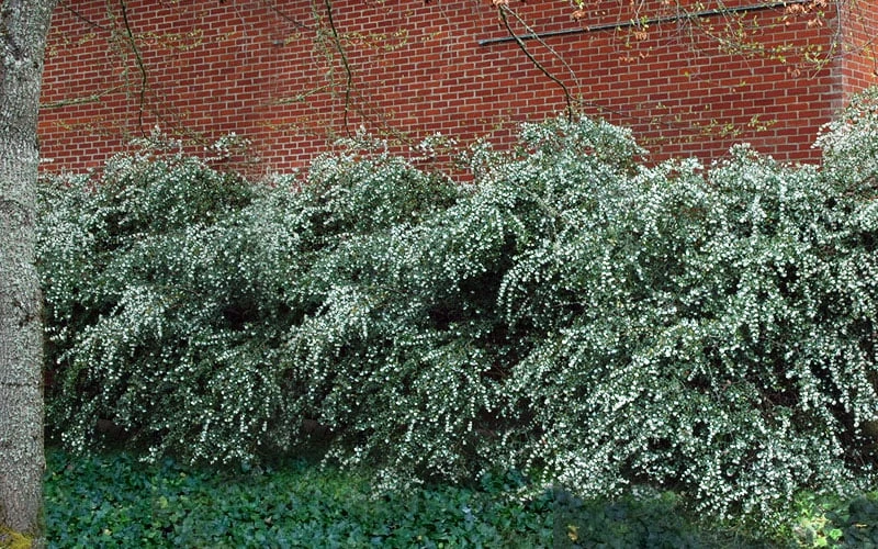 Delavay Tea Olive (Osmanthus Delavayi) - 5 Gallon Pot 6 Delavay Tea Olive (Osmanthus Delavayi) - 5 Gallon Pot - Image 6