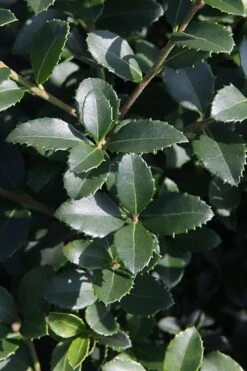 Delavay Tea Olive (Osmanthus Delavayi) - 5 Gallon Pot 14 Delavay Tea Olive (Osmanthus Delavayi) - 5 Gallon Pot -Chaste Tree World osmanthus delavayi delavay tea olive 10