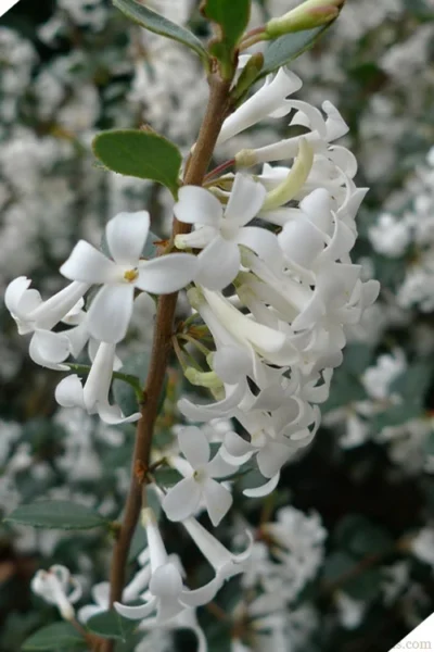 Delavay Tea Olive (Osmanthus Delavayi)- 3 Gallon Pot -Chaste Tree World osmanthus delavayi delavay tea olive 2 1