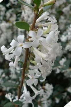 Delavay Tea Olive (Osmanthus Delavayi) - 5 Gallon Pot 15 Delavay Tea Olive (Osmanthus Delavayi) - 5 Gallon Pot -Chaste Tree World osmanthus delavayi delavay tea olive 2