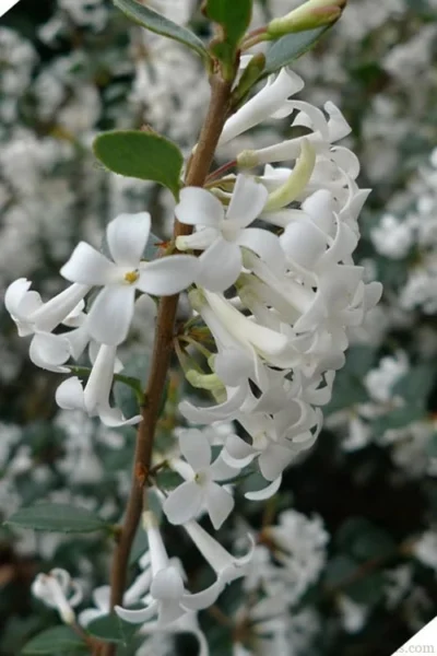 Delavay Tea Olive (Osmanthus Delavayi) - 5 Gallon Pot 15 Delavay Tea Olive (Osmanthus Delavayi) - 5 Gallon Pot -Chaste Tree World osmanthus delavayi delavay tea olive 2