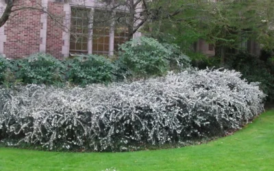 Delavay Tea Olive (Osmanthus Delavayi) - 3 Gallon Pot 11 Delavay Tea Olive (Osmanthus Delavayi) - 3 Gallon Pot -Chaste Tree World osmanthus delavayi delavay tea olive 6 2