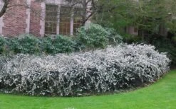 Delavay Tea Olive (Osmanthus Delavayi) - 5 Gallon Pot 11 Delavay Tea Olive (Osmanthus Delavayi) - 5 Gallon Pot -Chaste Tree World osmanthus delavayi delavay tea olive 6