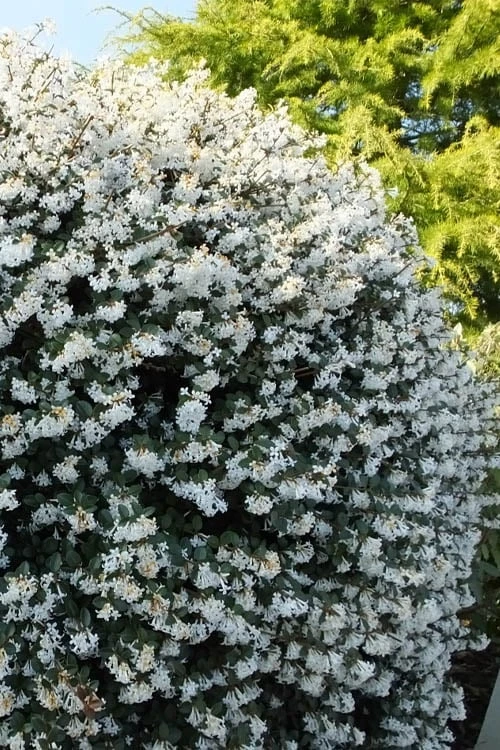 Delavay Tea Olive (Osmanthus Delavayi) - 3 Gallon Pot 1 Delavay Tea Olive (Osmanthus Delavayi) - 3 Gallon Pot