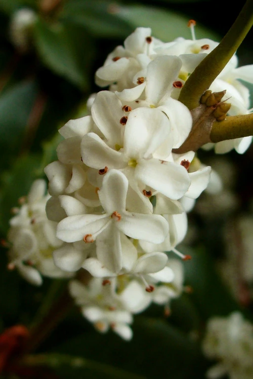 Fortune's Cold Hardy Tea Olive (Fragrant Osmanthus)- 3 Gallon Pot 5 Fortune's Cold Hardy Tea Olive (Fragrant Osmanthus)- 3 Gallon Pot - Image 5