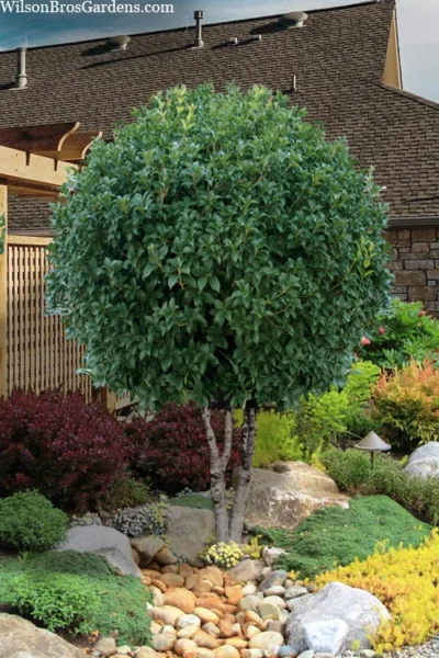 Fruitland's Fortune Tea Olive (Fragrant Osmanthus)- 1 Gallon Pot 12 Fruitland's Fortune Tea Olive (Fragrant Osmanthus)- 1 Gallon Pot -Chaste Tree World osmanthus fortunei fruitlandii double trunk tea olive tree 5