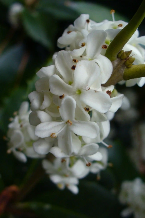 Fruitland's Fortune Tea Olive (Fragrant Osmanthus)- 1 Gallon Pot 8 Fruitland's Fortune Tea Olive (Fragrant Osmanthus)- 1 Gallon Pot - Image 8