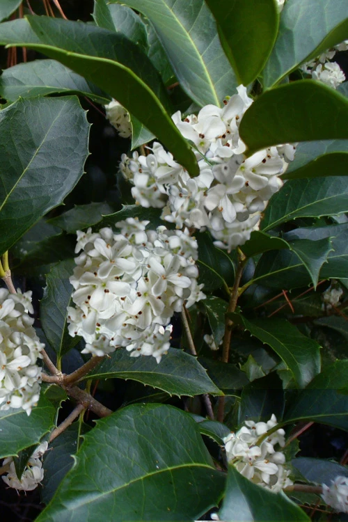 Fruitland's Fortune Tea Olive (Fragrant Osmanthus)- 1 Gallon Pot 4 Fruitland's Fortune Tea Olive (Fragrant Osmanthus)- 1 Gallon Pot - Image 4