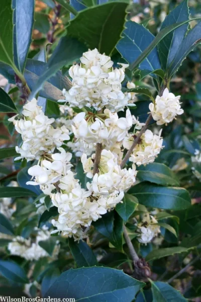 Fruitland's Fortune Tea Olive (Fragrant Osmanthus)- 1 Gallon Pot 14 Fruitland's Fortune Tea Olive (Fragrant Osmanthus)- 1 Gallon Pot -Chaste Tree World osmanthus fortunei fruitlandii fragrant tea olive 13