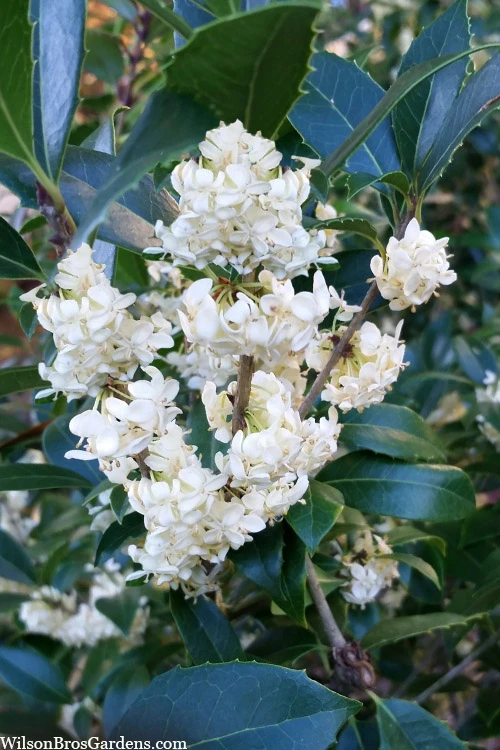 Fruitland's Fortune Tea Olive (Fragrant Osmanthus)- 1 Gallon Pot 7 Fruitland's Fortune Tea Olive (Fragrant Osmanthus)- 1 Gallon Pot - Image 7