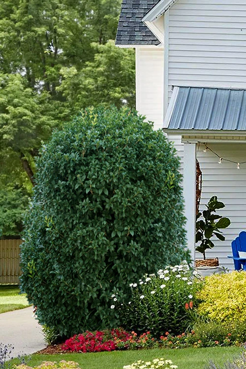 Fruitland's Fortune Tea Olive (Fragrant Osmanthus)- 1 Gallon Pot 1 Fruitland's Fortune Tea Olive (Fragrant Osmanthus)- 1 Gallon Pot