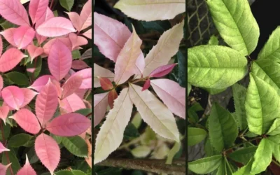 Noble Lady Tea Olive - 2 Gallon Pot -Chaste Tree World osmanthus fragrans quinnan guifei noble lady tea olive 4 2