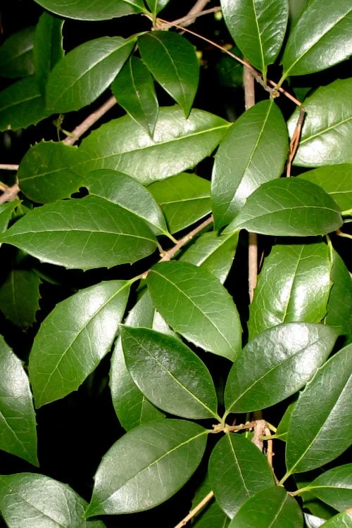 Fruitland's Fortune Tea Olive (Fragrant Osmanthus) - 3 Gallon Pot 5 Fruitland's Fortune Tea Olive (Fragrant Osmanthus) - 3 Gallon Pot - Image 5