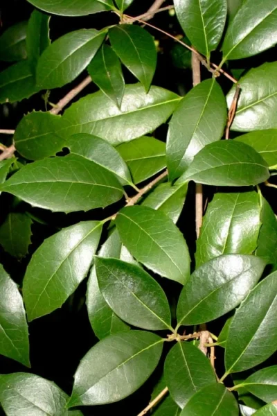 Fruitland's Fortune Tea Olive (Fragrant Osmanthus) - 7 Gallon Pot (4-5') -Chaste Tree World osmanthus fruitlands fortune tea olive 1 2