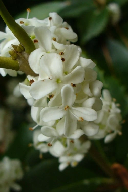 Fruitland's Fortune Tea Olive (Fragrant Osmanthus) - 3 Gallon Pot 1 Fruitland's Fortune Tea Olive (Fragrant Osmanthus) - 3 Gallon Pot