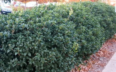 Fruitland's Fortune Tea Olive (Fragrant Osmanthus)- 1 Gallon Pot 13 Fruitland's Fortune Tea Olive (Fragrant Osmanthus)- 1 Gallon Pot -Chaste Tree World osmanthus fruitlands fortune tea olive 4 2