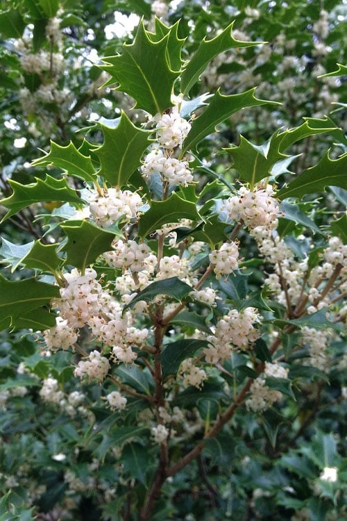 Gulftide Hardy Tea Olive (Osmanthus) - 2 Gallon Pot 6 Gulftide Hardy Tea Olive (Osmanthus) - 2 Gallon Pot - Image 6