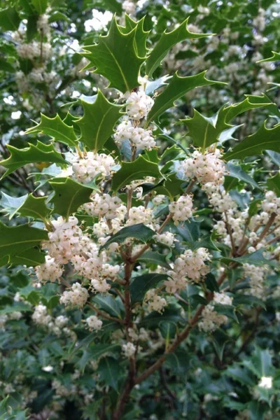 Gulftide Hardy Tea Olive (Osmanthus) - 3 Gallon Pot -Chaste Tree World osmanthus heterophyllus gulftide tea olive false holly 10