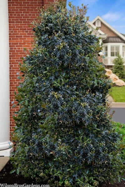 Gulftide Hardy Tea Olive (Osmanthus) - 2 Gallon Pot 9 Gulftide Hardy Tea Olive (Osmanthus) - 2 Gallon Pot -Chaste Tree World osmanthus heterophyllus gulftide tea olive false holly 5 1