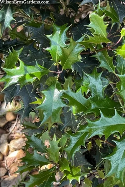 Gulftide Hardy Tea Olive (Osmanthus) - 2 Gallon Pot 10 Gulftide Hardy Tea Olive (Osmanthus) - 2 Gallon Pot -Chaste Tree World osmanthus heterophyllus gulftide tea olive false holly 6 1