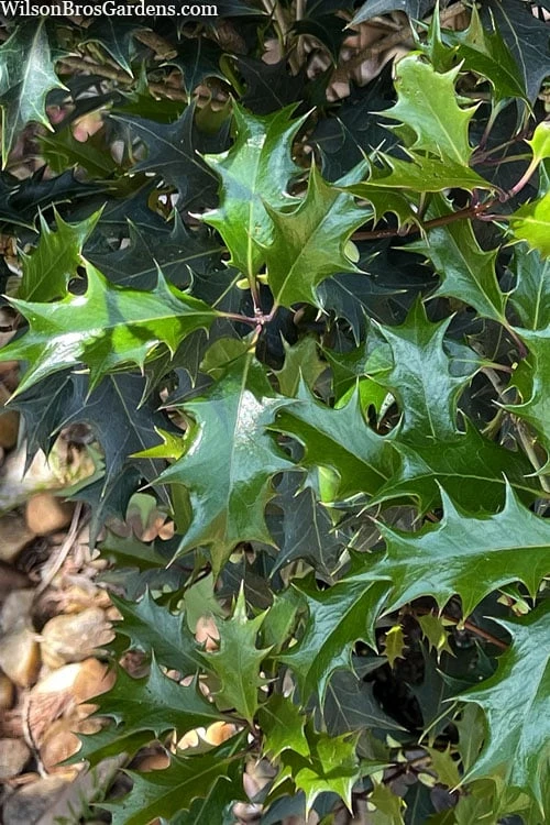 Gulftide Hardy Tea Olive (Osmanthus) - 2 Gallon Pot 5 Gulftide Hardy Tea Olive (Osmanthus) - 2 Gallon Pot - Image 5