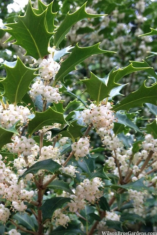 Gulftide Hardy Tea Olive (Osmanthus) - 2 Gallon Pot 1 Gulftide Hardy Tea Olive (Osmanthus) - 2 Gallon Pot