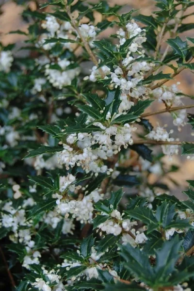 Party Princess 'Kaori Hime' Fragrant Tea Olive - 1 Gallon Pot