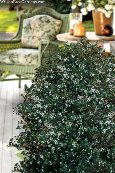 Party Princess 'Kaori Hime' Tea Olive - 7 Gallon Pot (2-3') -Chaste Tree World osmanthus heterophyllus kaori hime party princess tea olive 15 1