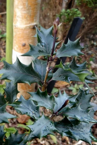 Purple Leaf Tea Olive (Osmanthus Heterophyllus 'Purpurea') - 2 Gallon Pot 12 Purple Leaf Tea Olive (Osmanthus Heterophyllus 'Purpurea') - 2 Gallon Pot -Chaste Tree World osmanthus heterophyllus purpurea purple leaf tea olive 7