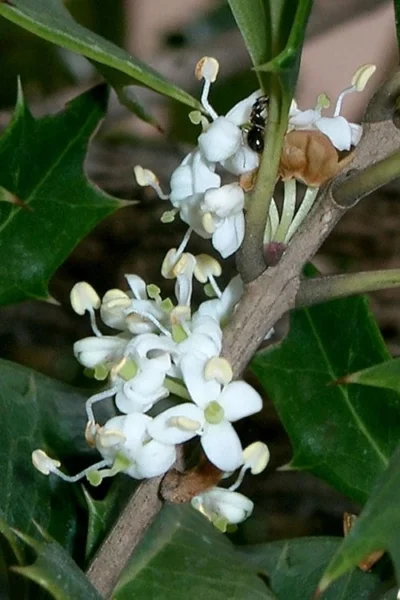 Purple Leaf Tea Olive (Osmanthus Heterophyllus 'Purpurea') - 2 Gallon Pot 13 Purple Leaf Tea Olive (Osmanthus Heterophyllus 'Purpurea') - 2 Gallon Pot -Chaste Tree World osmanthus heterophyllus purpurea purple leaf tea olive 8