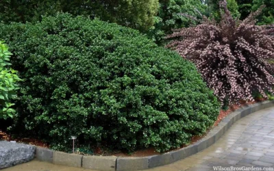 Round Leaf Tea Olive (Osmanthus Heterophyllus 'Rotundifolius') - 1 Gallon Pot 7 Round Leaf Tea Olive (Osmanthus Heterophyllus 'Rotundifolius') - 1 Gallon Pot -Chaste Tree World osmanthus heterophyllus rotundifolius round leaf tea olive 10